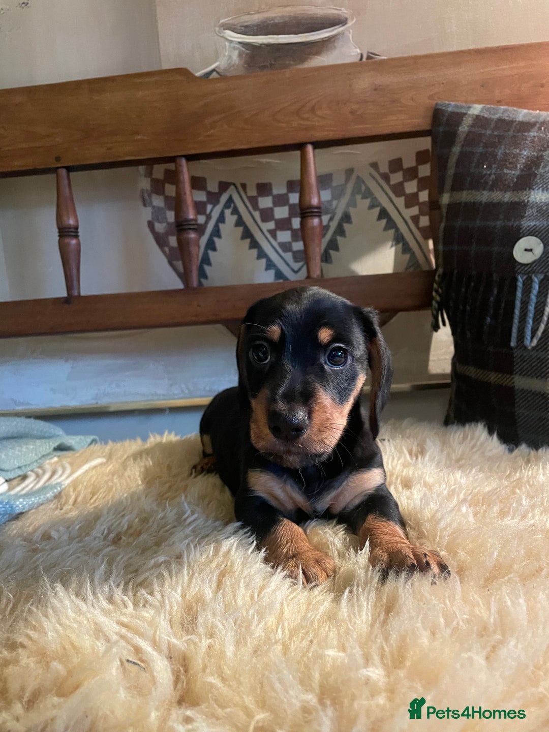 Mixed Breed dogs for sale: Dachshund Crosses - Image 6
