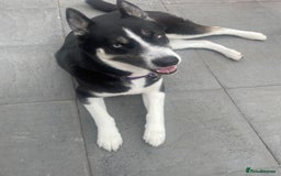 Huskita dogs for sale: Tia- husky/Akita - Image 2