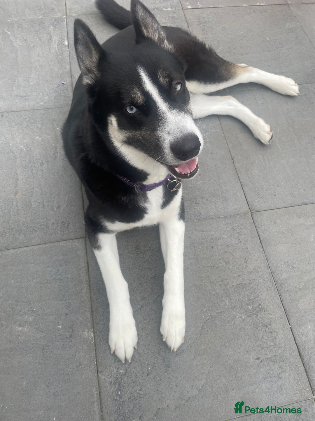 Huskita dogs for sale: Tia- husky/Akita - Image 2