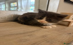 Russian Blue cats for sale: 2 blue and white long haired kittens  - Image 1