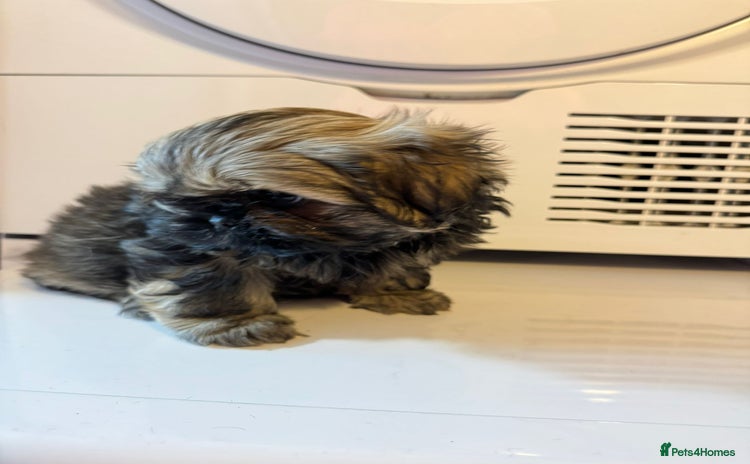 Shih Tzu dogs - Advert 14