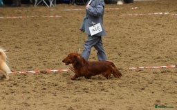 Miniature Dachshund dogs for stud: Miniature long hair(crufts qualified for life) in Bridge of Weir - Image 9