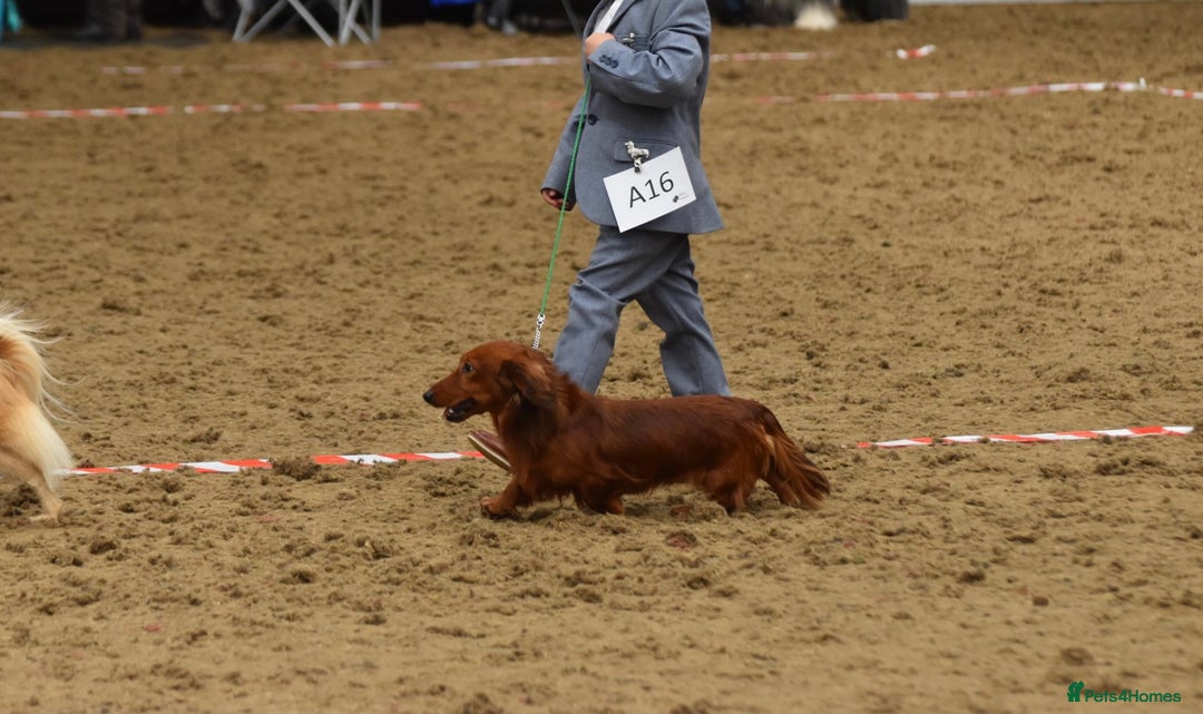 Miniature Dachshund dogs for stud: Miniature long hair(crufts qualified for life) in Bridge of Weir - Image 9