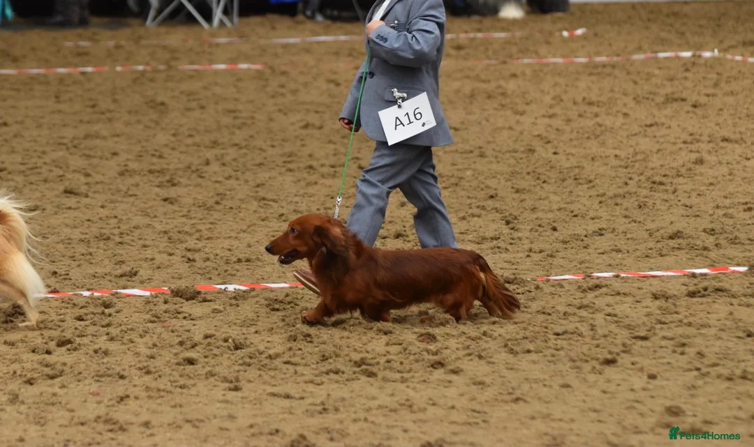 Miniature Dachshund dogs for stud: Miniature long hair(crufts qualified for life) in Bridge of Weir - Advert 9