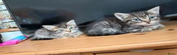 Mixed Breed cats for sale: Tabby kittens looking for loving home - Advert 6