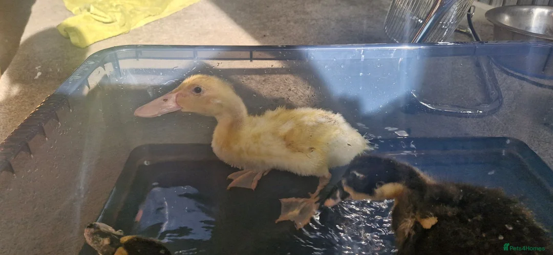 Ducks poultry for sale: Harley quinn cross aylesbury ducks - Advert 2