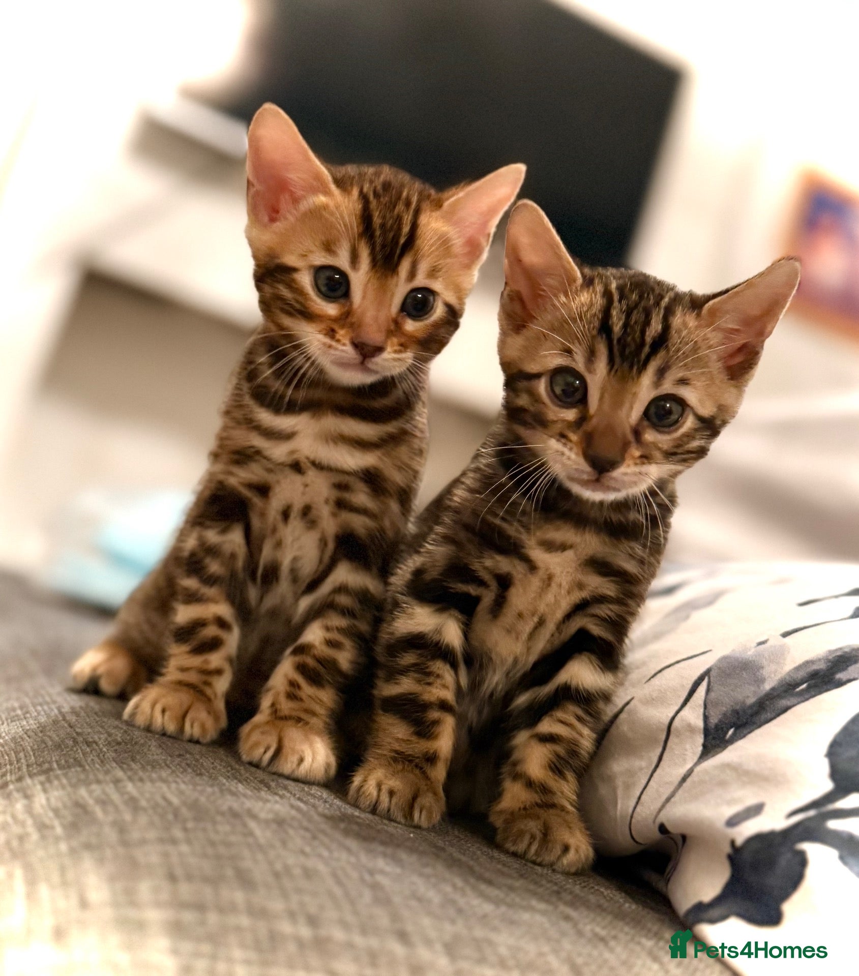 Bengal cats 🐆 Outstanding Little Leopards🐆  - Advert 1