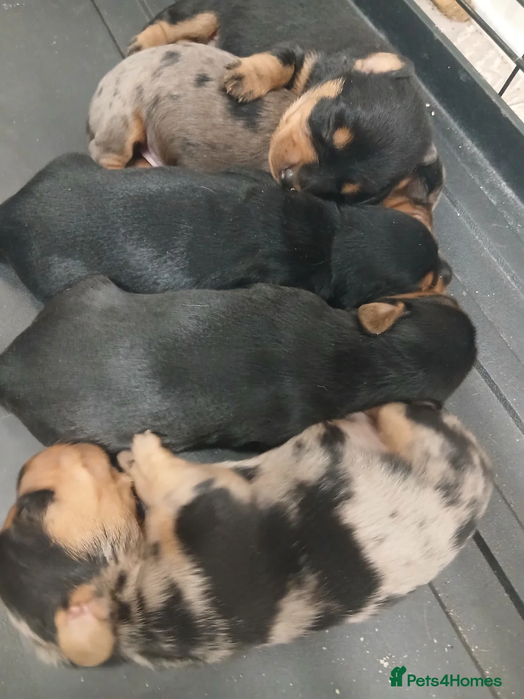 Dachshund dogs for sale: Dutch hound puppies  in Mitcham - Advert 4