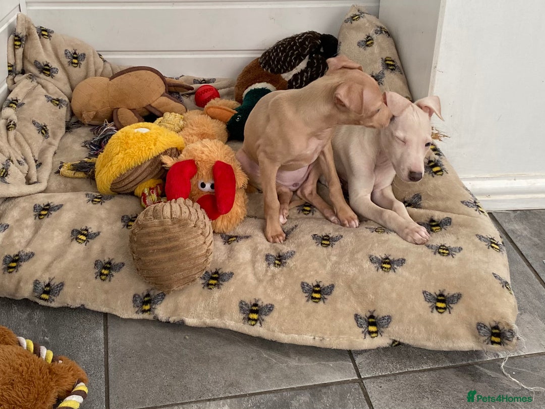 Italian Greyhound dogs for sale: ITALIAN GREYHOUND PUPPIES  - Advert 27