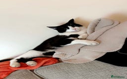 British Shorthair cats for sale: 2 loving beautiful cats  - Image 22