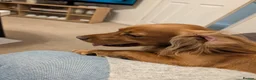 Cocker Spaniel dogs for stud: Cocker spaniel  - Advert 4