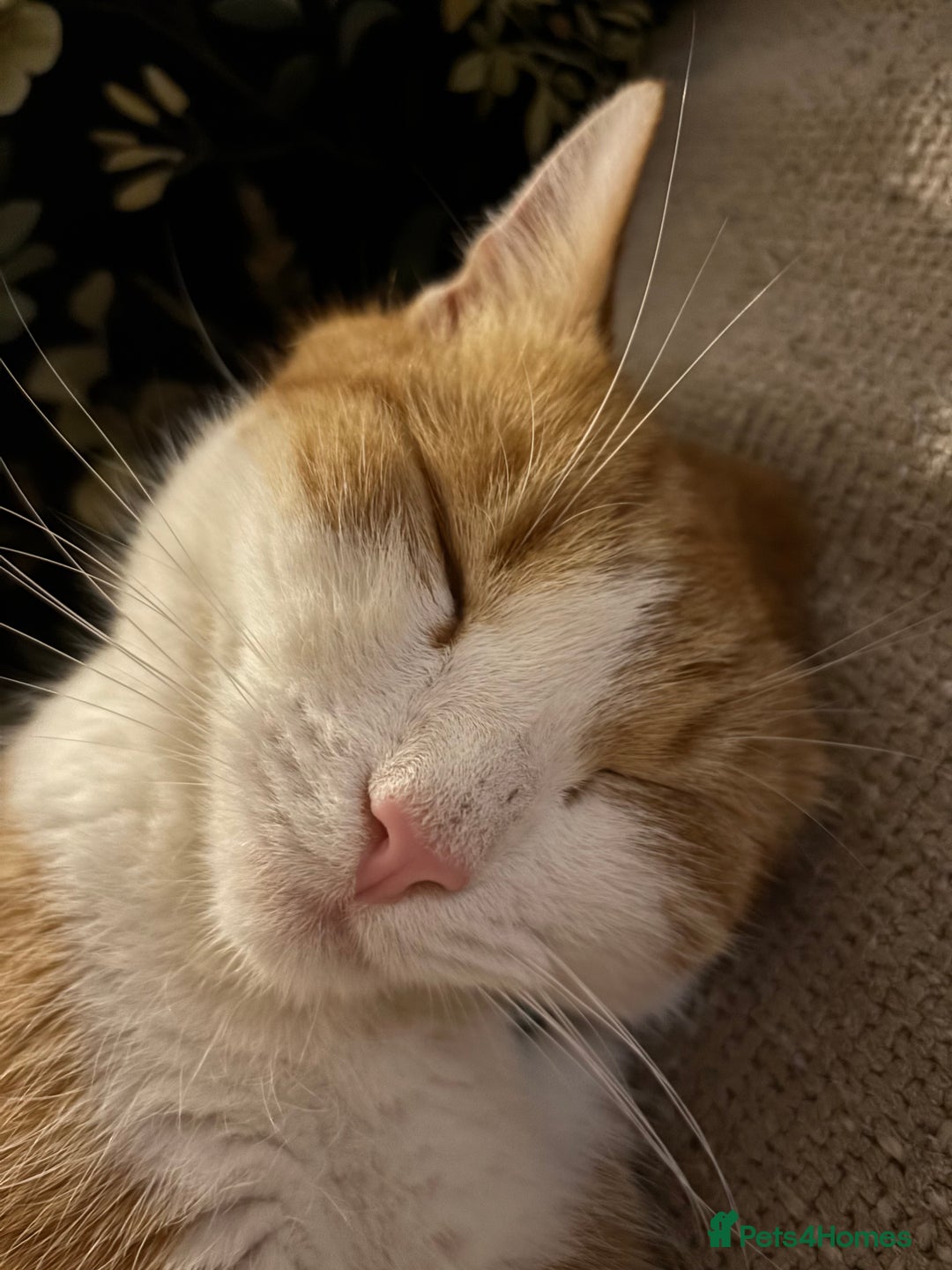 Mixed Breed cats for sale: 2 cats looking for new home  - Advert 5