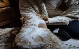 Cavalier King Charles Spaniel dogs for sale: Blenheim Cavalier King Charles spaniel puppies  - Image 13