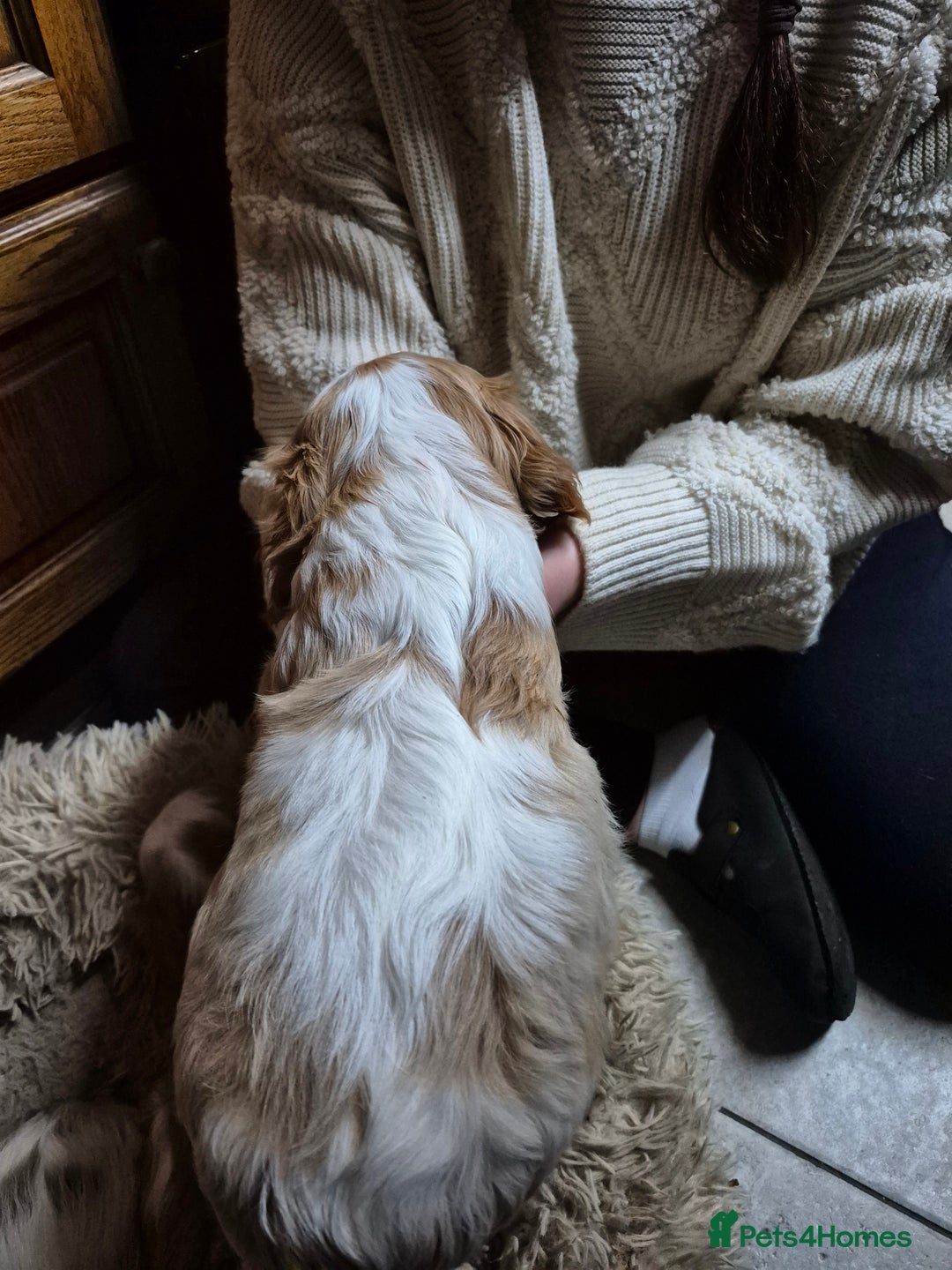 Cavalier King Charles Spaniel dogs for sale: Blenheim Cavalier King Charles spaniel puppies  - Image 13