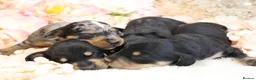 Miniature Dachshund dogs for sale: KC Miniature Dachshund Puppies - Advert 2