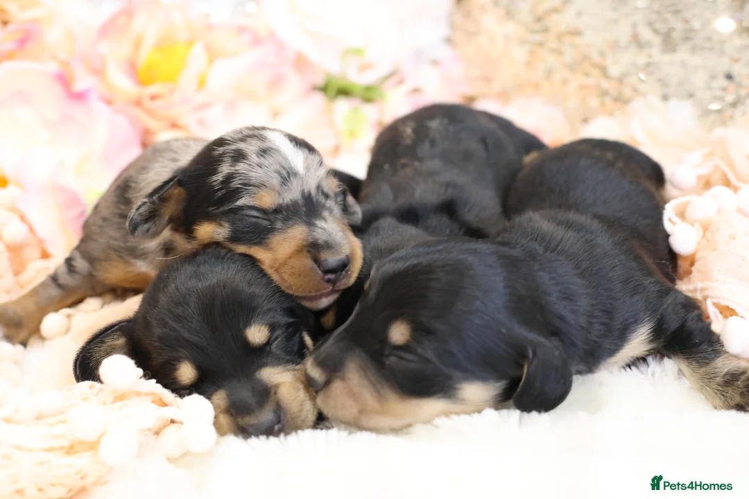 Miniature Dachshund dogs for sale: KC Miniature Dachshund Puppies - Advert 2