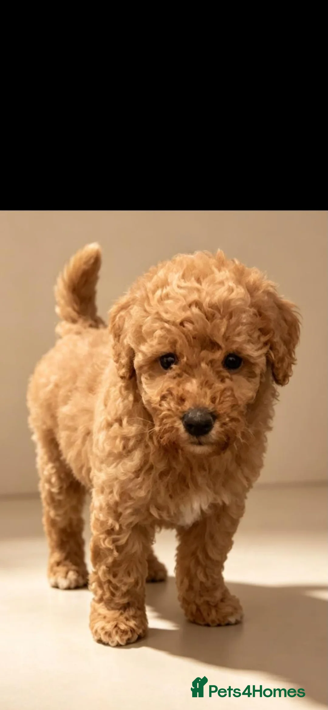 Poochon dogs for sale: Lovely poochon puppy's 💗 - Advert 2