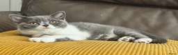 British Shorthair cats for sale: TICA Registered BritishShorthairKittens  Ready now - Advert 16