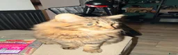 Mixed Breed cats for sale: Long haired male tabby  - Advert 3