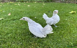 Chickens poultry for sale: Bantams and Pekins for sale - Image 9