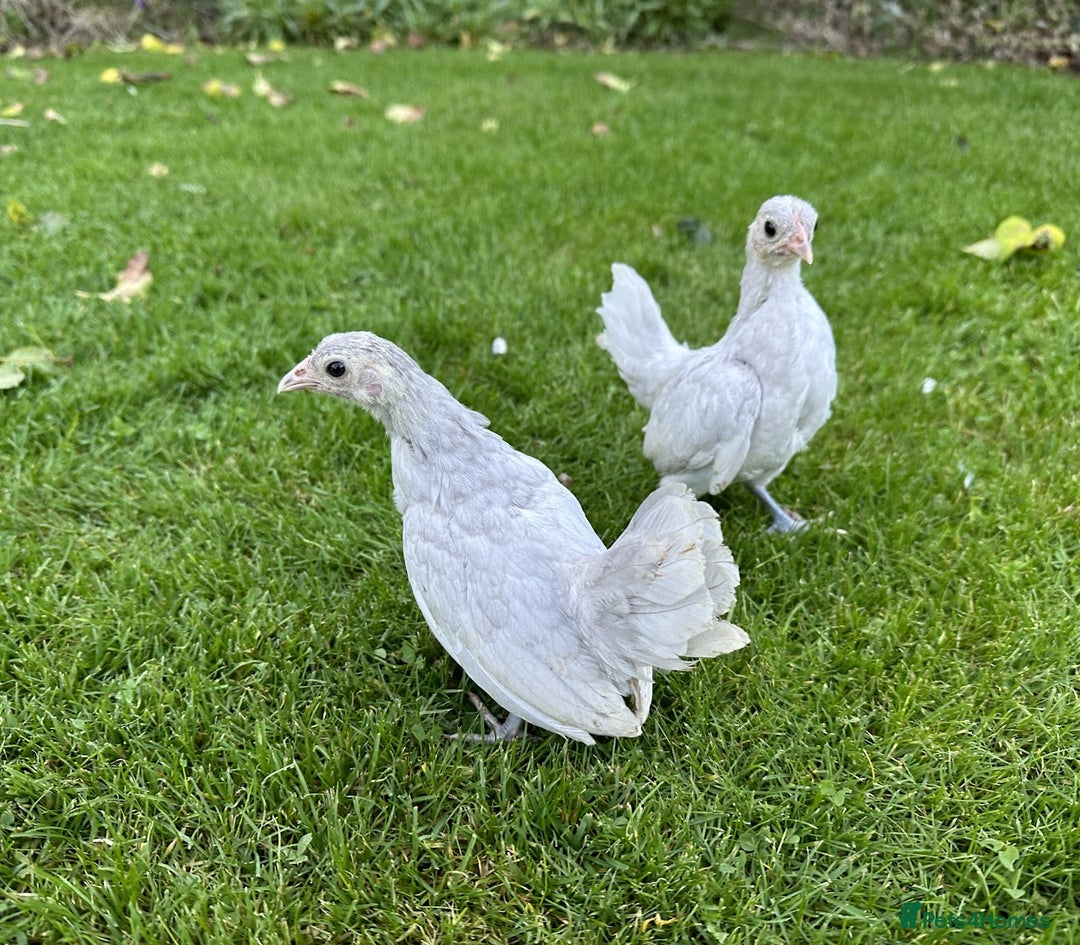 Chickens poultry for sale: Bantams and Pekins for sale - Image 9