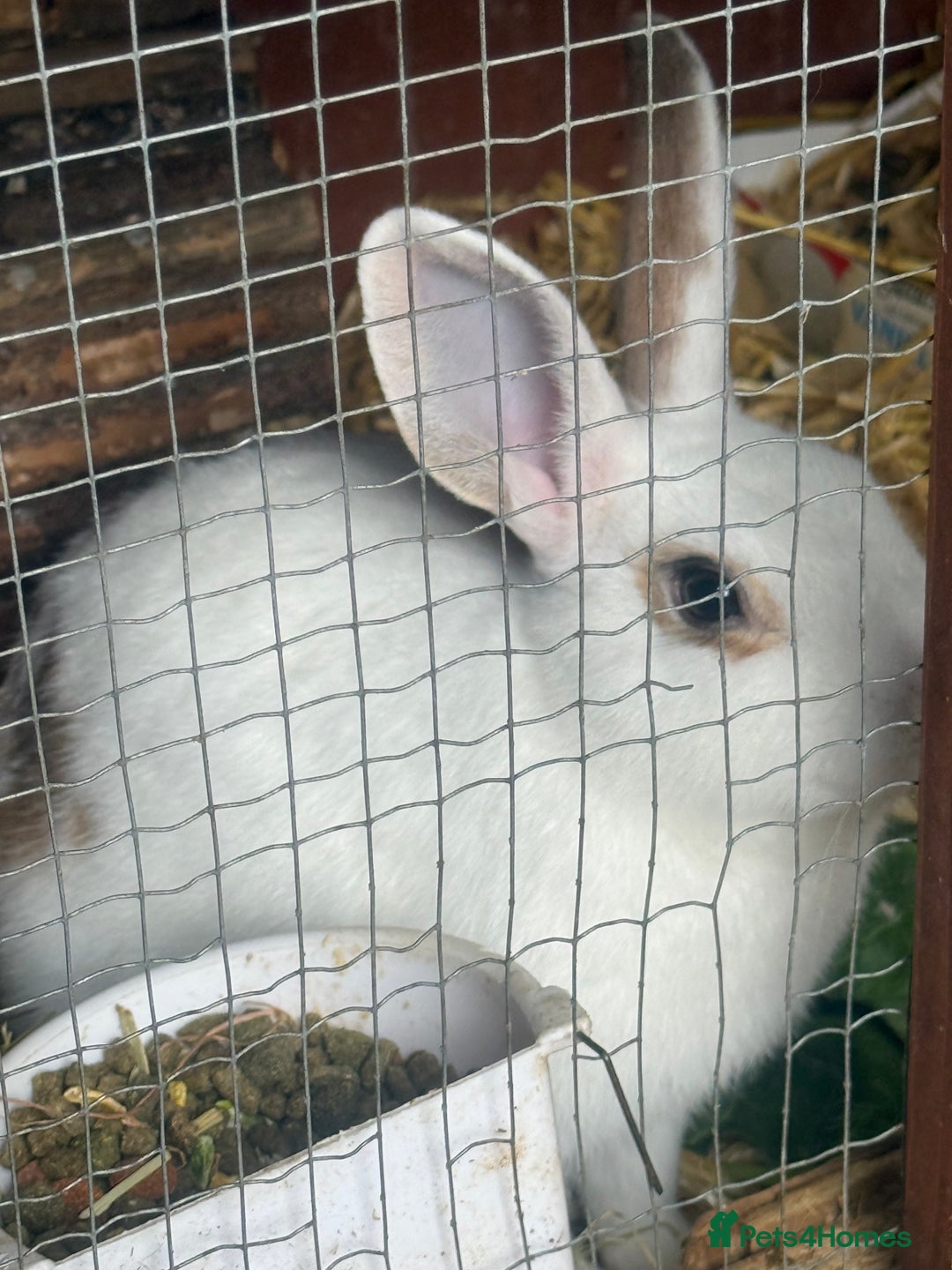 Rex rabbits for sale: Baby bunny’s and adult rabbits for sale  - Advert 5