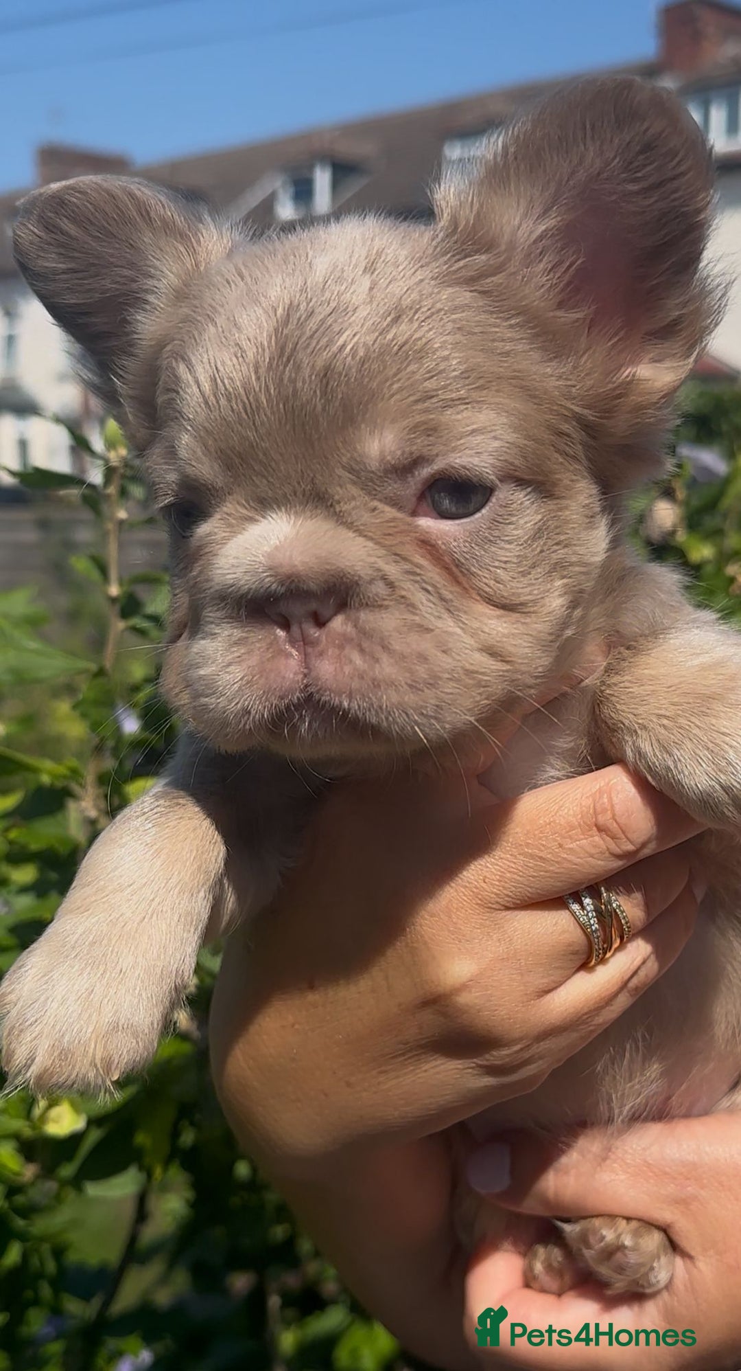French Bulldog dogs for sale: Full fluffy !!! - Image 4