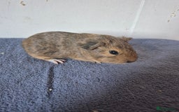 Guinea Pig rodents for sale: Pretty sows for sale x - Image 2