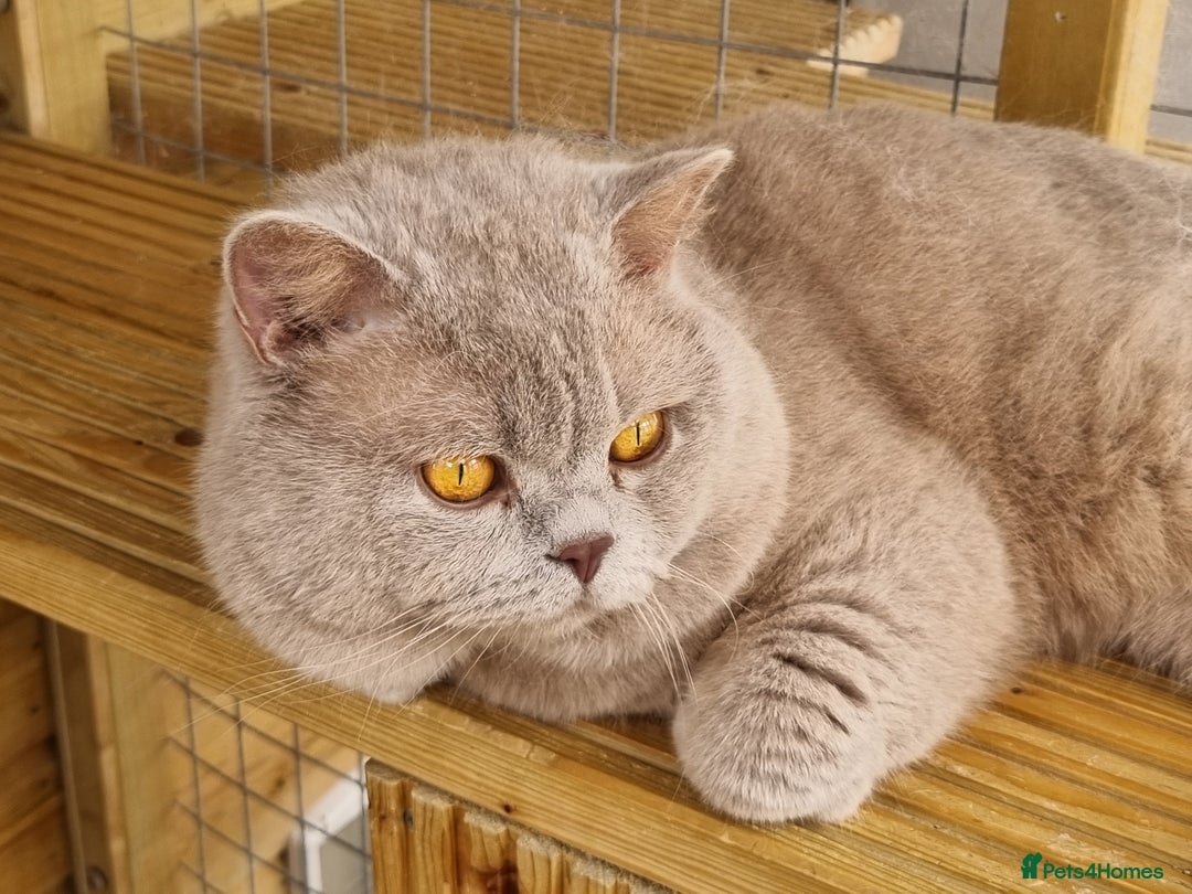 British Shorthair cats for sale: British Shorthair big boy  - Image 4