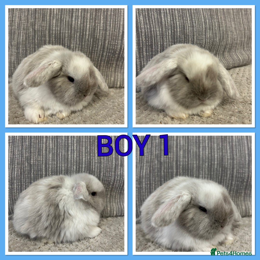 Mini Lop rabbits for sale: Pure mini lop babies  - Advert 3