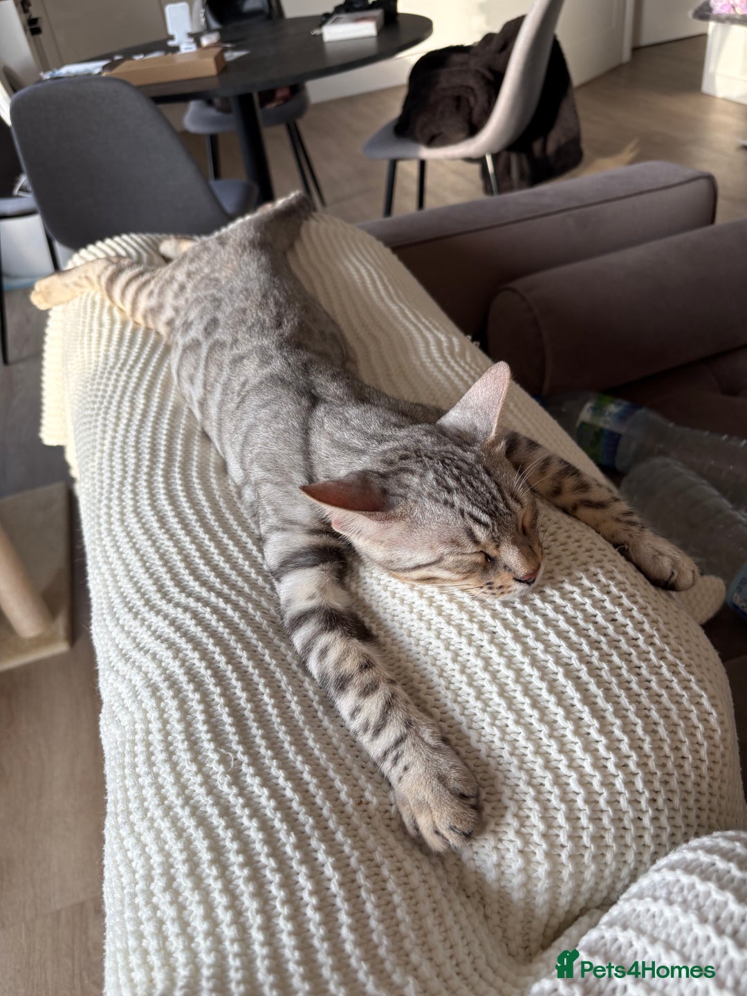 Bengal cats for sale: Loving Home Wanted for Male Bengal – Theo  - Advert 7
