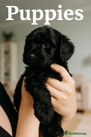 Labradoodle dogs - Advert 7