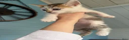 Mixed Breed cats for sale: 7 gorgeous mixed breed kittens  - Advert 25