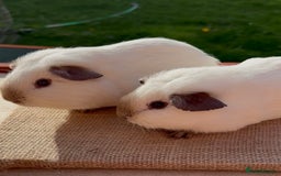 Guinea Pig rodents for sale: Beautiful Californian baby Guinea Pigs - Image 3
