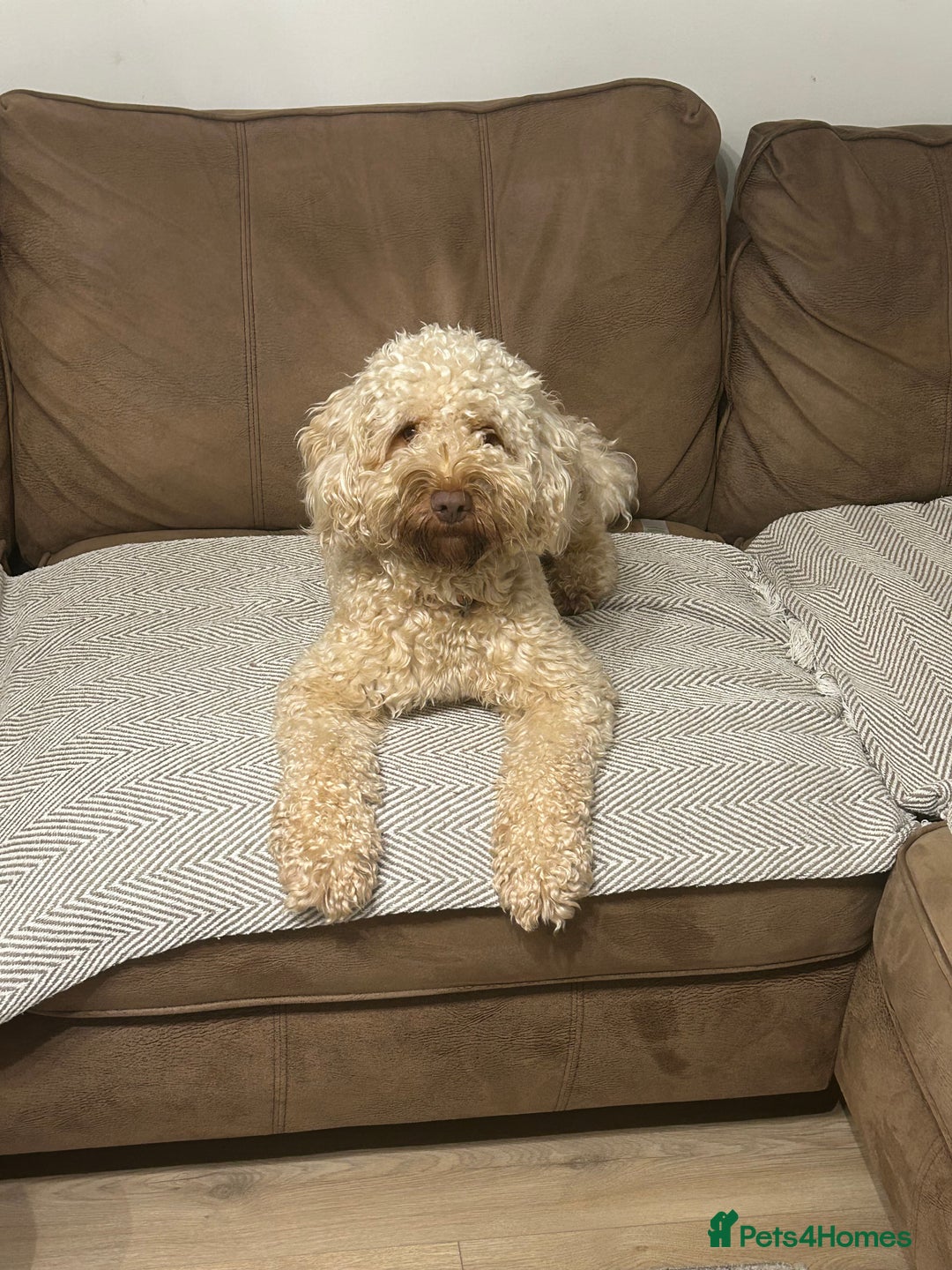 Cockapoo dogs for stud: Teddy, ready for stud, stud approved  - Advert 2