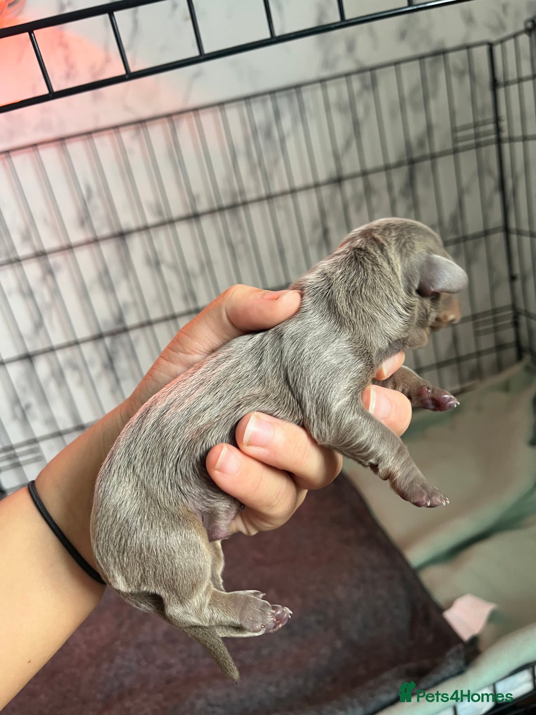 Dachshund dogs for sale: Dachshunds puppies for sale - Image 6