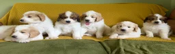 Mixed Breed dogs for sale: Golden Doodle X Pyrenees Puppies Ready next week.  - Advert 18