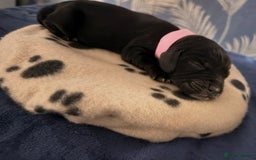 Cocker Spaniel dogs for sale: 🐶 COCKER SPANIEL PUPPIES 🐶  - Advert 13