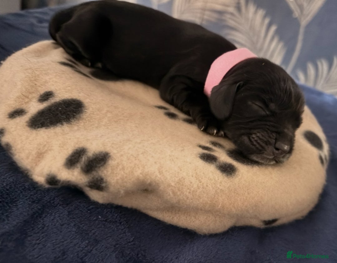 Cocker Spaniel dogs for sale: 🐶 COCKER SPANIEL PUPPIES 🐶  - Advert 13