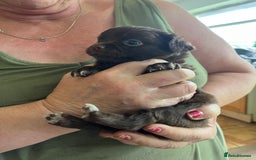 Chihuahua dogs for sale: Rare chocolate chihuahua puppies - Image 14