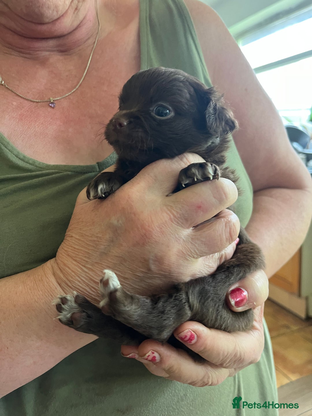 Chihuahua dogs for sale: Rare chocolate chihuahua puppies - Image 14