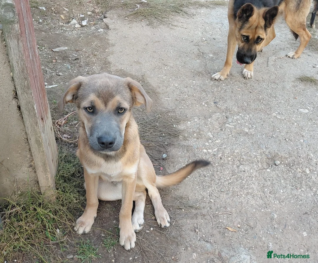 Mixed Breed dogs for adoption: 💛DIEGO💛 - a handsome puppy boy for a Loving Home - Advert 3