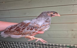 Chickens poultry for sale: 9 x LF wyandottes - Image 5