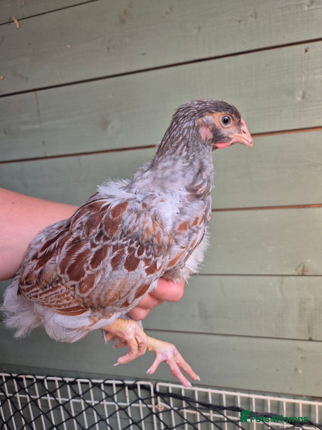 Chickens poultry for sale: 9 x LF wyandottes - Image 5