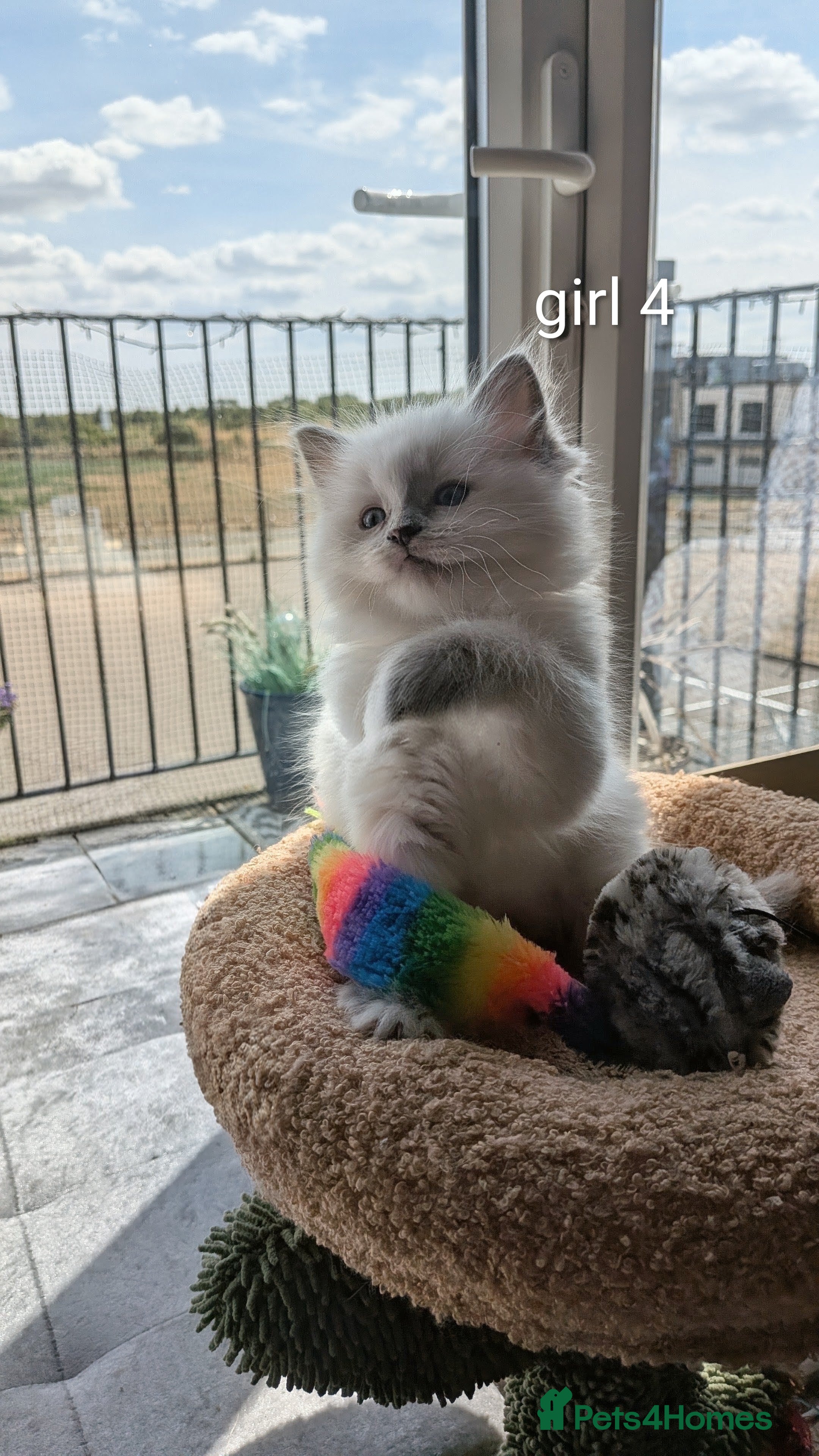 Ragdoll cats 6 beautiful pedigree kittens - Advert 1