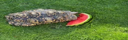 Tortoise reptiles for sale: Leopard tortoise - Advert 4