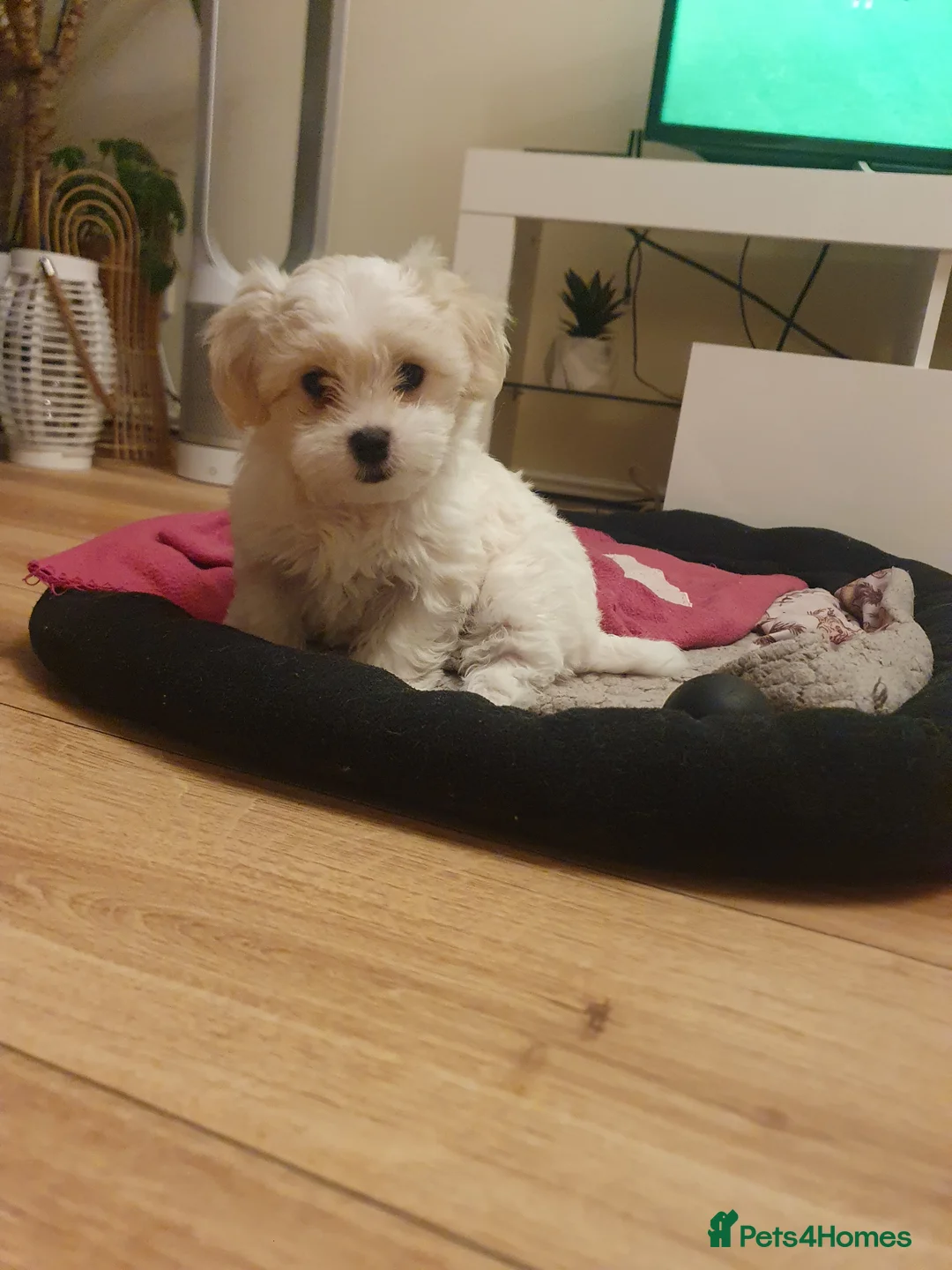 Maltese dogs for sale: Adorable Maltese Puppy Looking for a Forever Home. - Advert 3