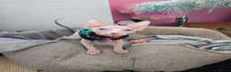 Sphynx cats for sale: Rare Blue-Eyed Sphynx Kitten TICA & GCCF  - Advert 4