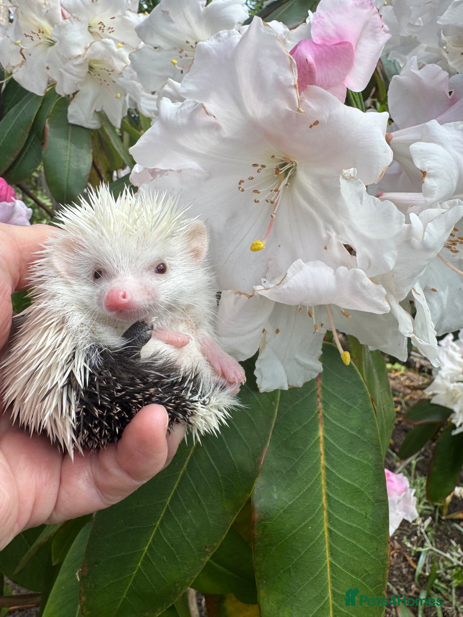 Pygmy Hedgehog rodents 8 wk old reverse pinto & cinnamon babies READY!  - Advert 2