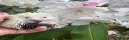 Pygmy Hedgehog rodents for sale: 9 week hoglets/ full masked/ reverse pinto READY   - Advert 9